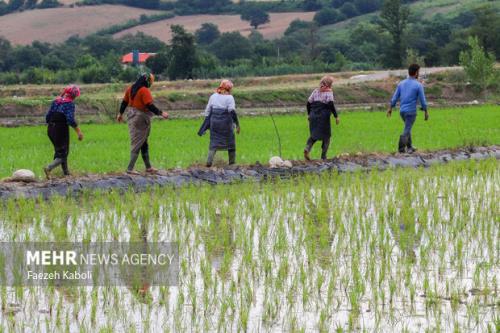 بررسی خطرات آرسنیک در برنج